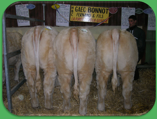 Premier prix laitonnes Charolles 2006