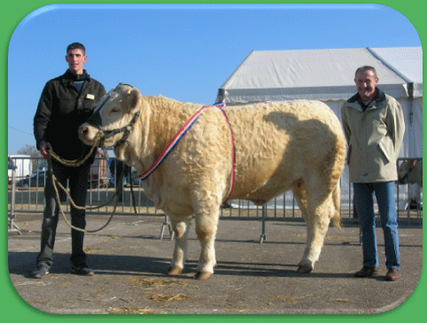 Beluga, Championne junior Charolles 2007