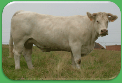 Taga, prix d'honneur vaches