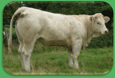 Beluga à 18mois: 2ème prix au concours national