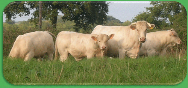 Vaches