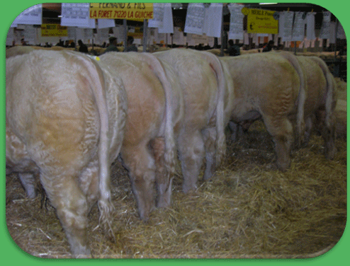 Ensemble des mâles présentés à Charolles en 2006